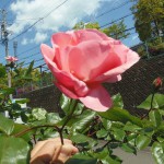 OLYMPUS DIGITAL CAMERA